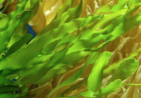 fish tank plants aquarium plants fish bowl plants discusguy