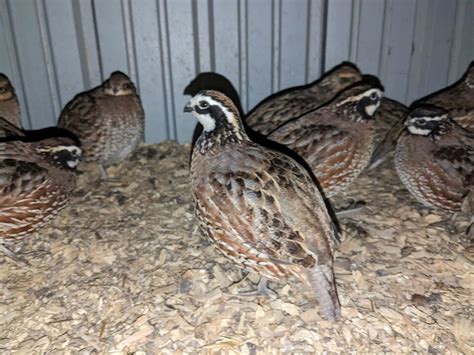 25 Georgia Giant Bobwhite Quail Fertile Hatching Eggs Ebay