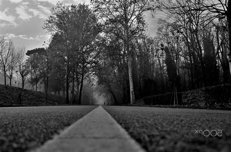 Fondos De Pantalla Luz De Sol Bosque Monocromo Naturaleza Césped