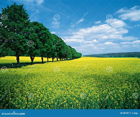Dreamstime Free Photos