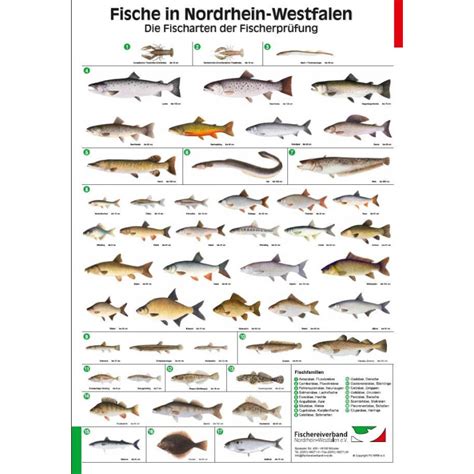 poster fischarten nrw neu mit schutzfolie