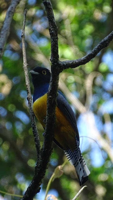 El Salvador Birds Julio Acosta On Twitter Lunes Libre De Trabajo