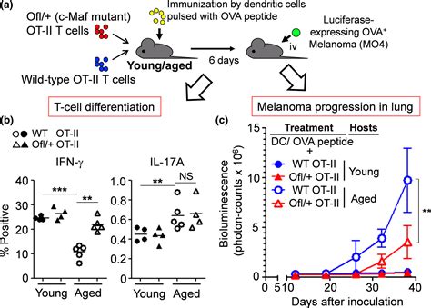 Immunesuppressive Effects Of Interleukin6 On Tcellmediated Anti