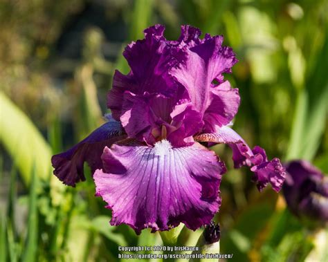 Tall Bearded Iris Iris Raspberry Frills In The Irises Database