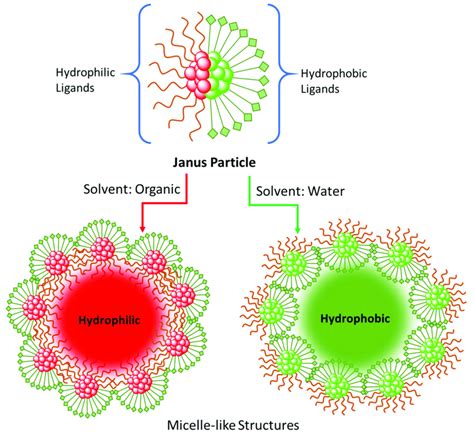 Schematic Representation Of Phase Transfer Via Janus Nanoparticles