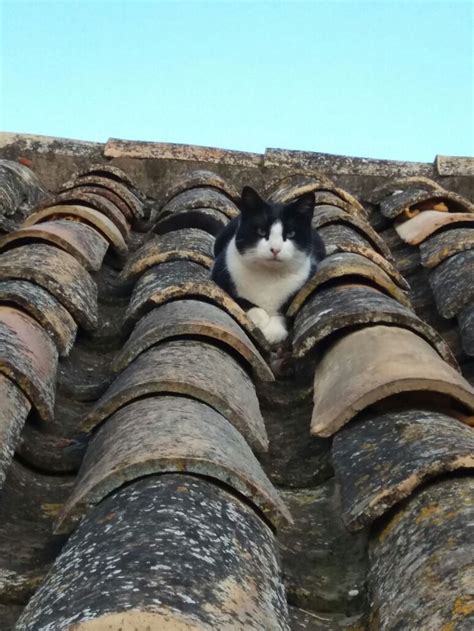 El Gato Sobre El Tejado De Barro Gatos Tejado