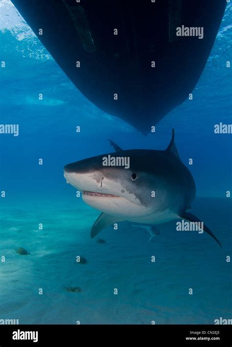 Tiger Shark Under The Boat Stock Photo Alamy