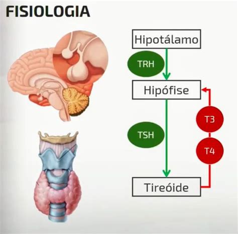 Hormonios Da Tireoide