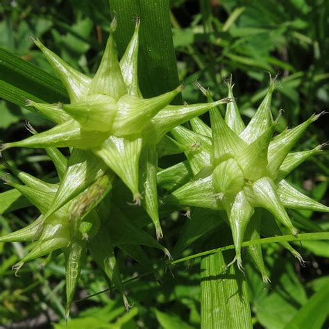 Prairie Future Seed Company Gray S Sedge Seed