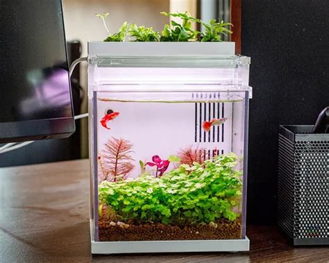 Nano Complete Shrimp Aquarium Aquarium Komplettset Aquarien Aquascape