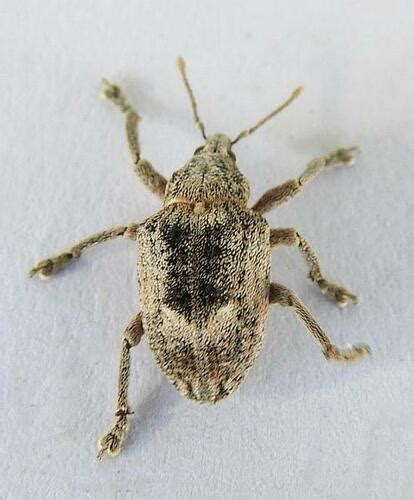 Melaleuca Weevil Oxyops Vitiosus Inaturalist Canada