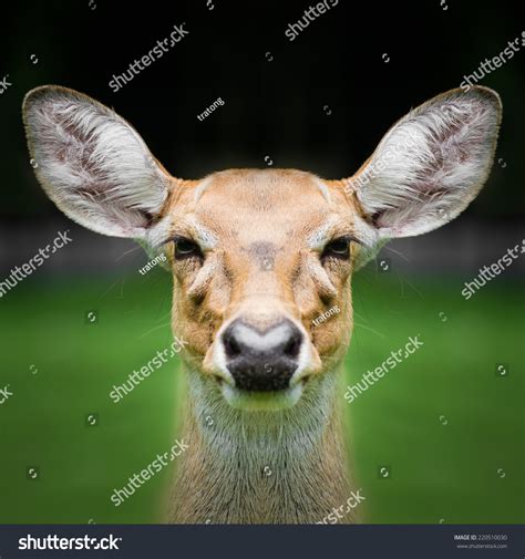 Deer Face Close Stock Photo (Edit Now) 220510030