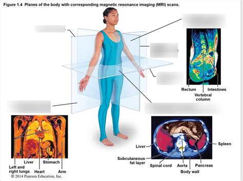 Planes Of The Body Diagram Quizlet