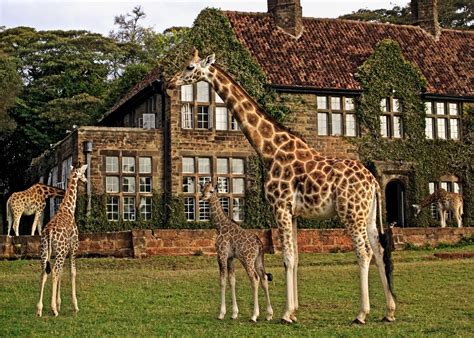 Giraffe Manor Hotels In Nairobi Audley Travel