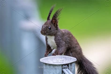 Eichhörnchen Sciurus Vulgaris Naturfotografie Rolf Müller