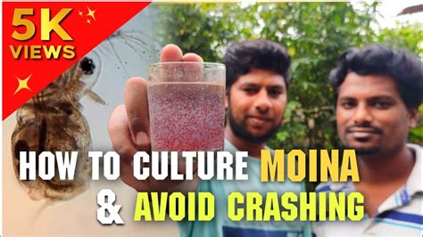 How To Culture Moina And Avoid Crashing English Subtitle Bubbles