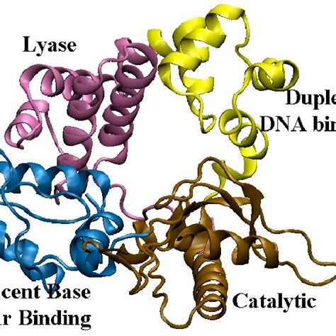 Structures Of Dna Polymerase Beta Inhibitors Download Scientific Diagram