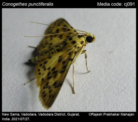 Conogethes punctiferalis (Guenée, 1854) - Yellow Peach Moth | Moths