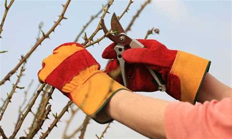 12 Best Gardening Gloves For Thorns And Other Threats