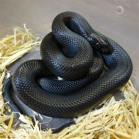 Mexican black King snake c.b. babies