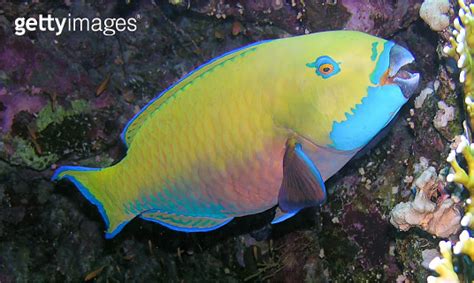 A Steephead Parrotfish Chlorurus Microrhinos In The Red Sea Egypt