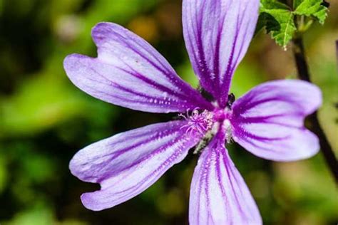 Benefícios Da Malva Do Reino - Malva do Reino: Benefícios Medicinais + Como Usar para Saúde!