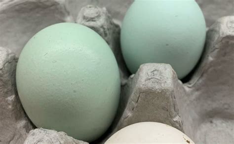 lavender ameraucana eggs – Maine Homestead Magazine