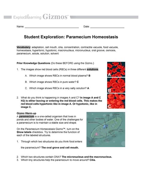 Human Homeostasis Gizmo Worksheet Answer Key