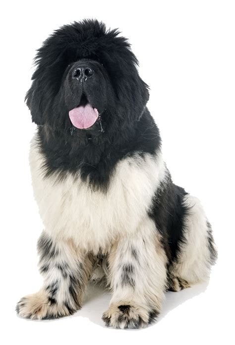 The Newfoundland | Modern Dog magazine