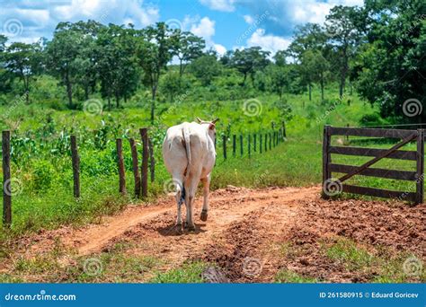 Indu Brasil Beef Cattle In Farm Yard Stock Image Image Of Bull