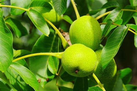 Walnut Trees - Louie's Nursery & Garden Center - Riverside CA