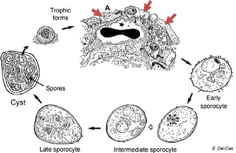 Cycle Biologique Hypothétique De Pneumocystis Spp Les Trophozoïtes Download Scientific