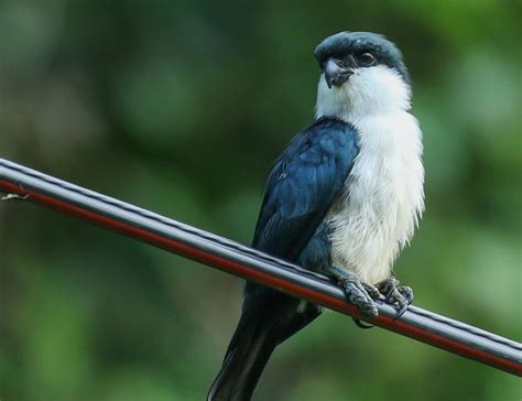 Philippine Falconet An In Depth Exploration Of This Fascinating Bird