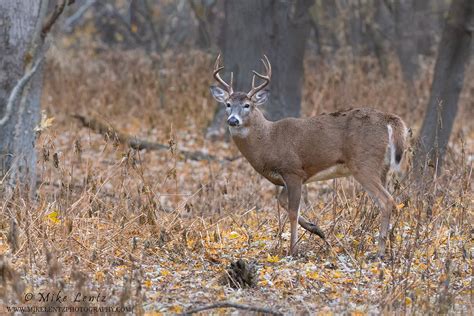 White Tailed Deer Mike Lentz Nature Photography