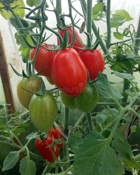 Tomates Verdes Y Rojos En Una Rama Tomate De Ciruela Imagen De