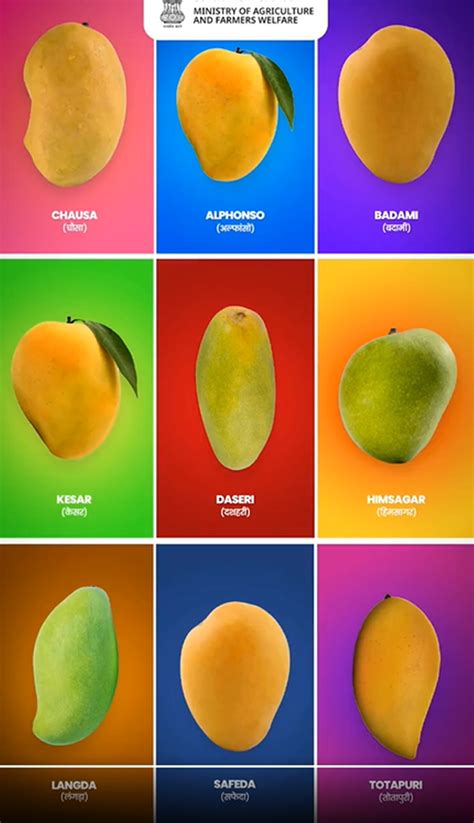 From Alphonso To Totapuri Top 10 Mango Varieties In India Food Wine