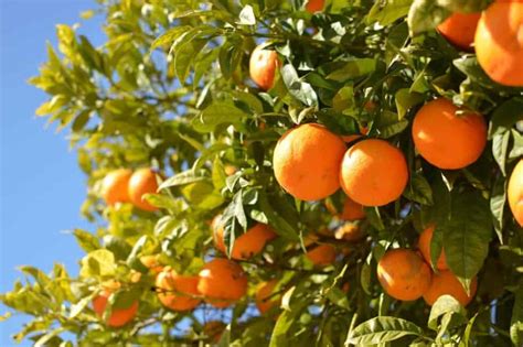 How To Grow An Orange Tree Lawn Au