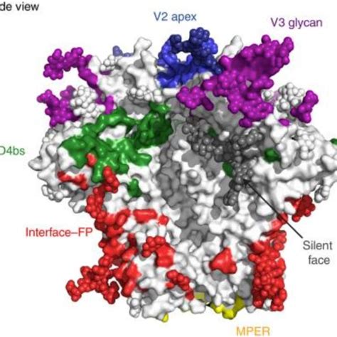 bnab epitopes  hiv env trimer cdbs cdbinding site fp fusion