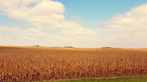 Iowa corn harvest is two-thirds complete | Iowa Environmental Focus