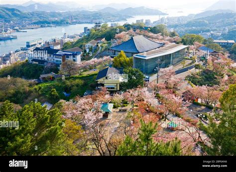 sakura full bloom  mt senkoji  onomichi town hiroshima japan