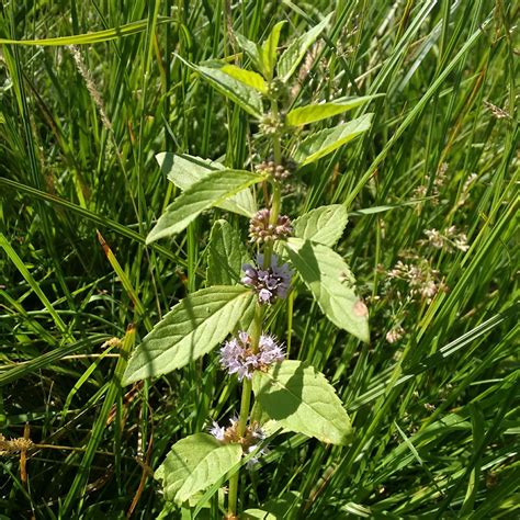 Mentha arvensis - square