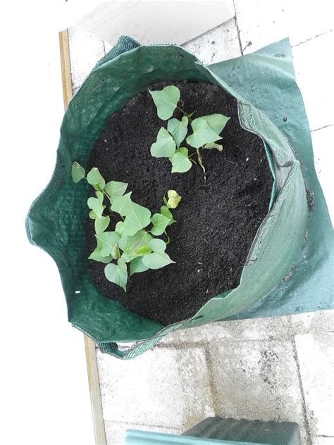 Here S This Year S Experiment Sweet Potatoes Being Grown In Grow Bags