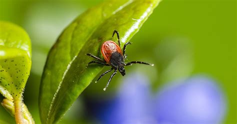 How To Keep Ticks Out Of Your Yard Classic Pest Control And Insulation