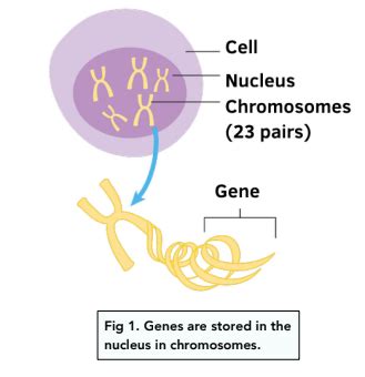 Cell Division - Nucleus and Chromosomes (GCSE Biology) - Study Mind