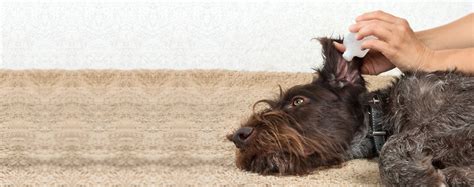 how to clean dogs ears for mites