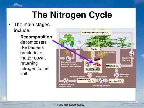 Geochemical Cycles Geochemical Cycles Represent The Movement Of A