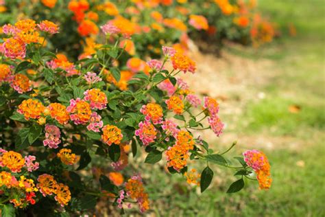 Lantana Camara Images Browse 7 395 Stock Photos Vectors And Video