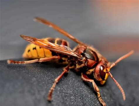 Types Of Wasps Facts And Photos