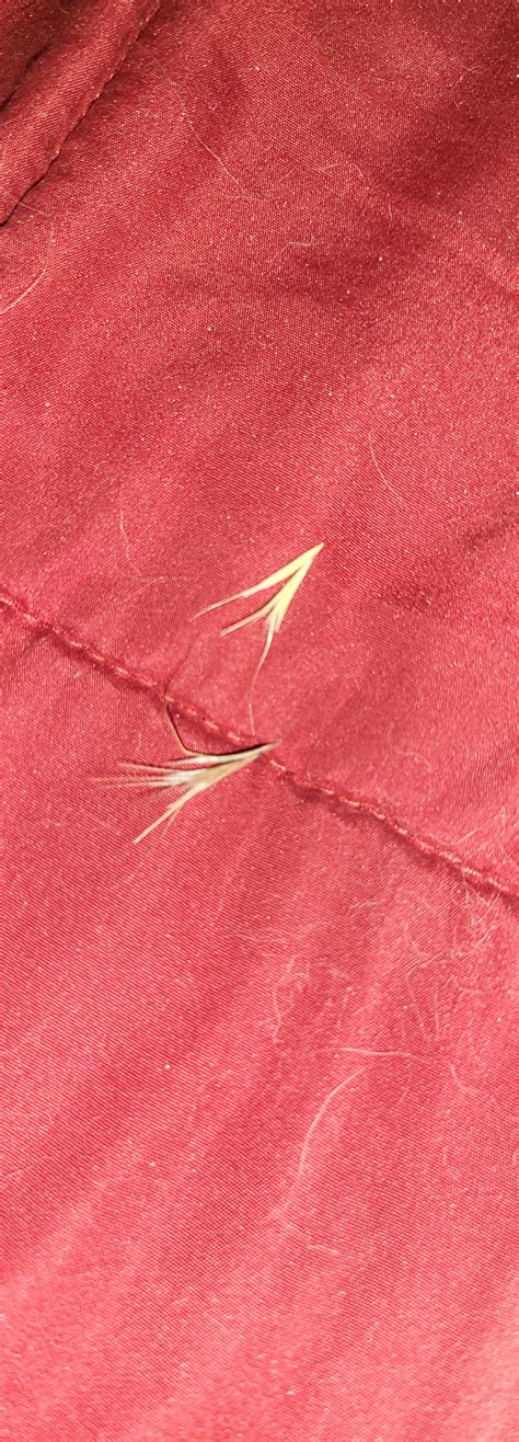 Is this clothes moth larvae? : r/moths