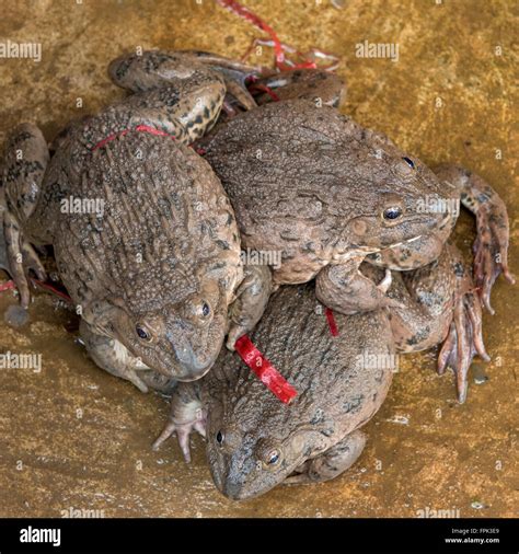 Hoplobatrachus Rugulosus Stockfotos Und Bilder Kaufen Alamy